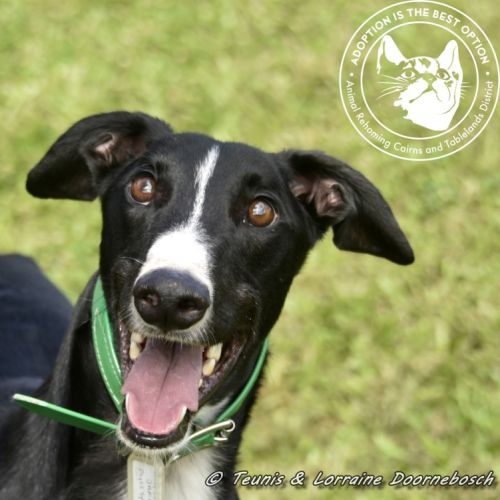 Jake (Forner's Reign) - Greyhound Dog