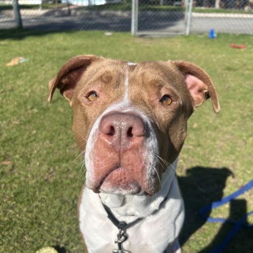 Angelica - Mixed Dog