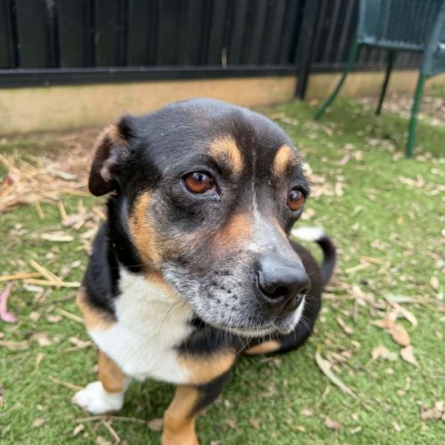Finn - Welsh Corgi (Pembroke) x Staffordshire Bull Terrier Dog