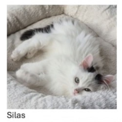 Silas - Domestic Short Hair (DSH) Cat