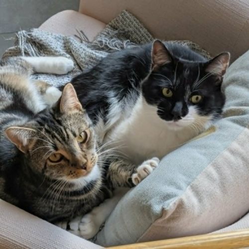 Hugo *9 Lives Project Rescue* - Domestic Short Hair (DSH) Cat