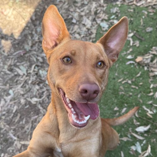Kiki - Australian Kelpie Dog