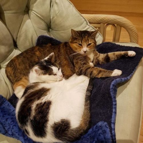 Katrina & Nigel - Domestic Short Hair Cat