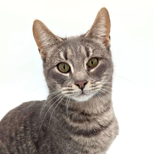 Mimas - Domestic Short Hair Cat