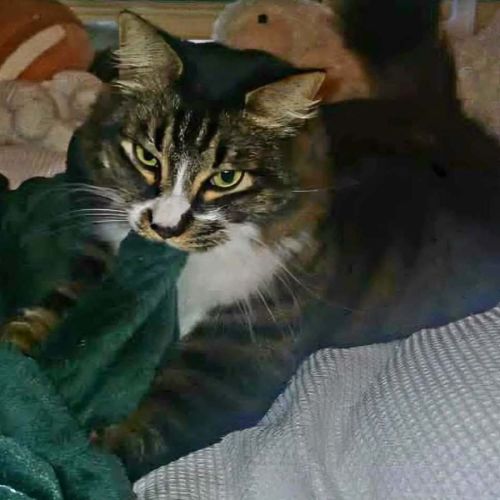 13887 – Yogi - Domestic Medium Hair (DMH) Cat