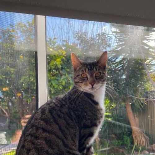 Tommy - Domestic Short Hair (DSH) Cat