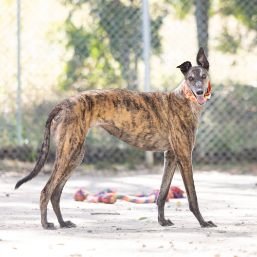 Poppy - Greyhound Dog