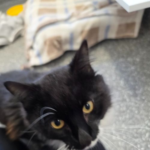 Sharpie - Domestic Medium Hair (DMH) Cat