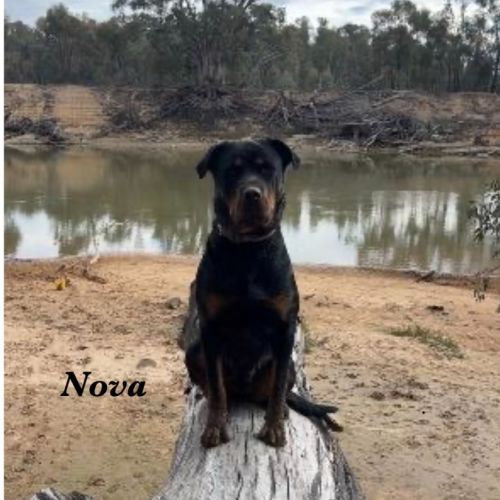 Nova - Rottweiler Dog