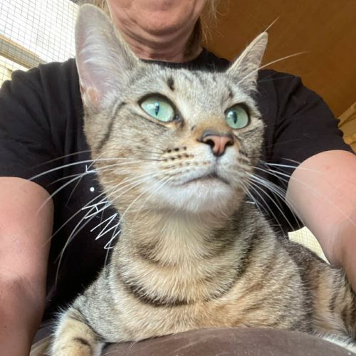 Shadow - Domestic Medium Hair (DMH) Cat