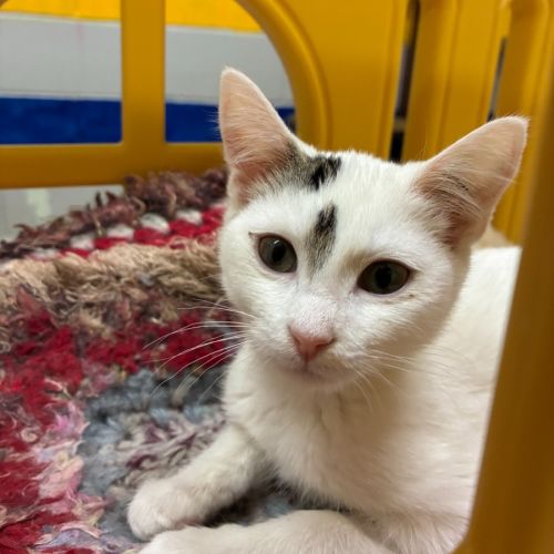 Pebble - Domestic Short Hair (DSH) Cat