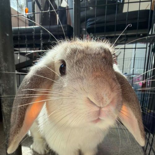 Treasure - Lop Eared Rabbit