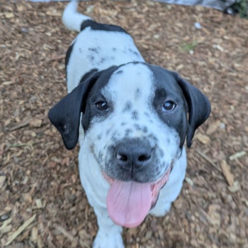 Keevon - Mixed breed Dog