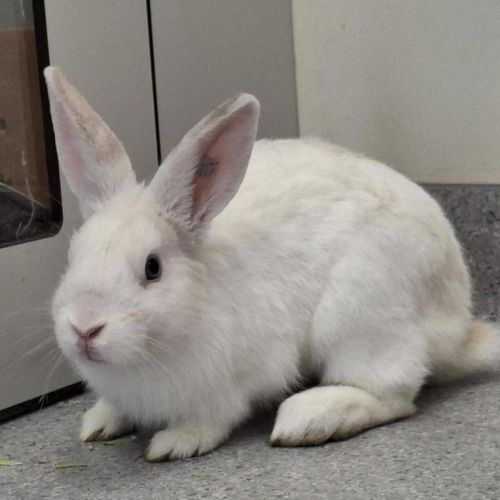 Sugarcube - Rabbit   Domestic Rabbit