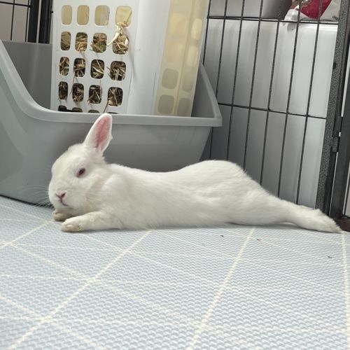 Barfi - Netherland Dwarf Rabbit