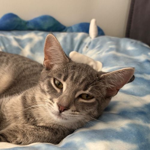 Raven **2nd Chance Cat Rescue** - Domestic Short Hair (DSH) Cat