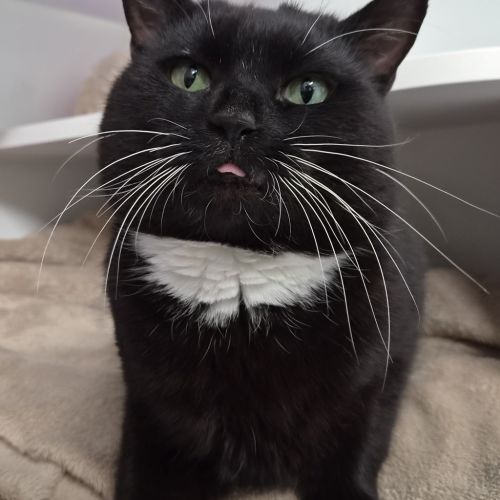 Seal  - Domestic Short Hair Cat