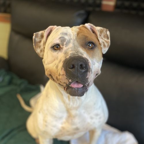 Sumo - American Bulldog x Sharpei Dog