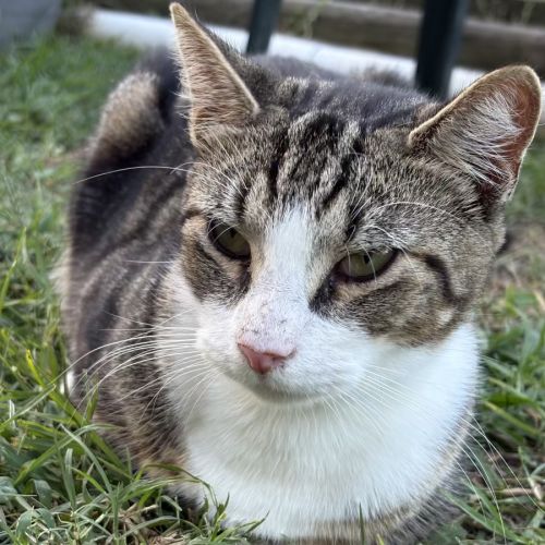 Apollo and Artemis - Domestic Short Hair Cat