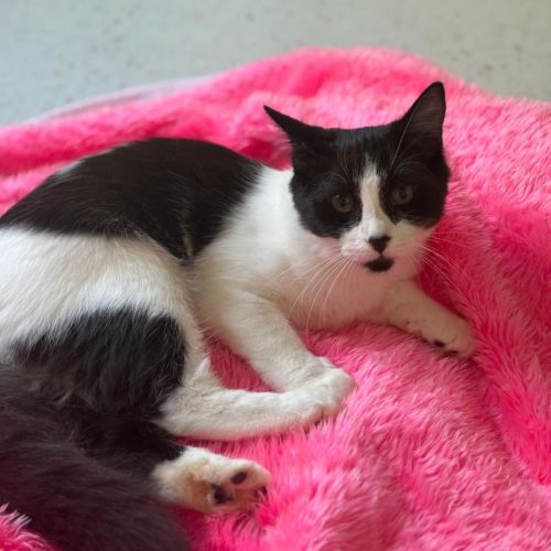Sophia - Domestic Short Hair (DSH) Cat