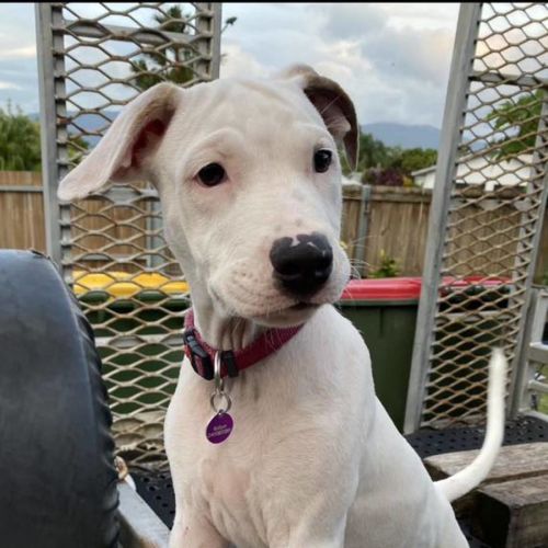 Kaida - Bull Arab Dog