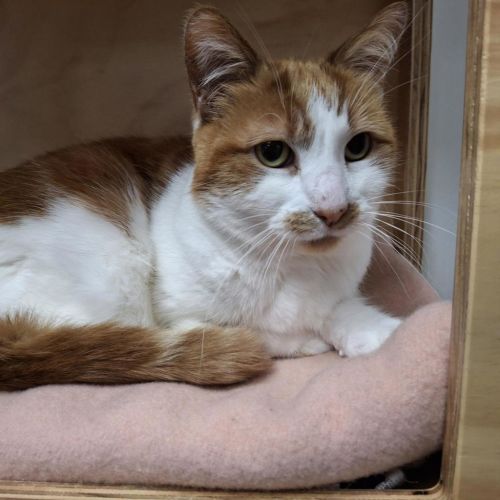 Primrose (bonded To Felix) - Domestic Short Hair Cat