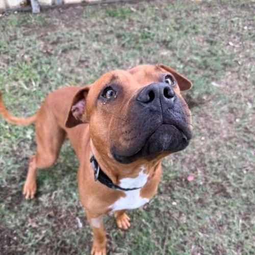 Juno - Staffordshire Bull Terrier Dog