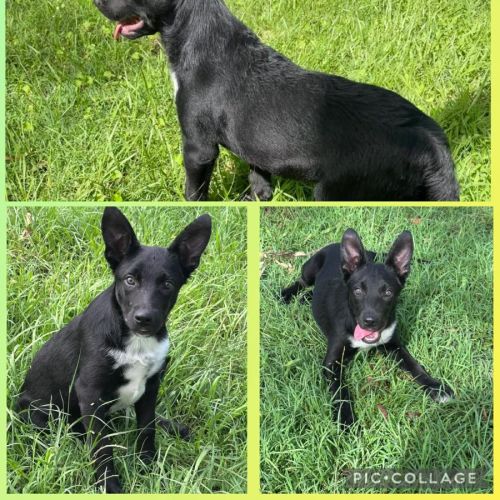 Scar - Border Collie x Australian Kelpie Dog