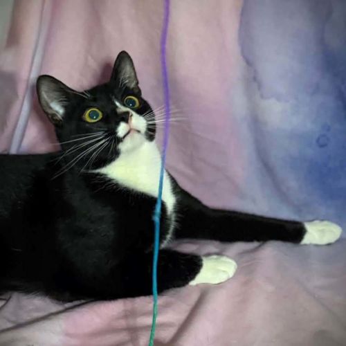 13664 - Beetlebug - Domestic Short Hair (DSH) Cat