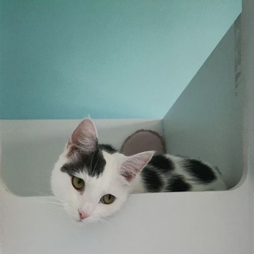 Pepper - Domestic Short Hair (DSH) Cat