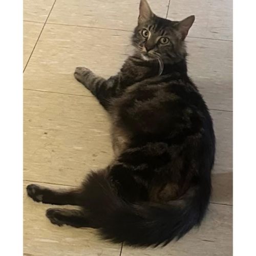 12715 - Lady Magnolia - Domestic Short Hair (DSH) Cat