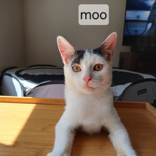 Moo - Domestic Short Hair (DSH) Cat