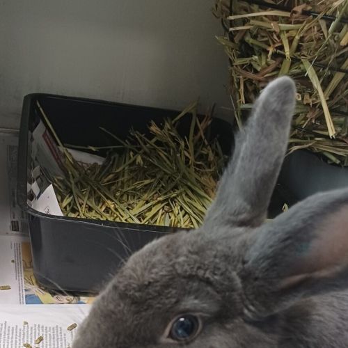 Eddie - Rabbit   Domestic Rabbit