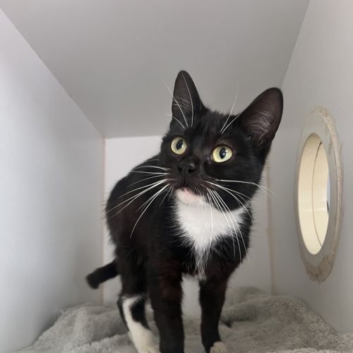 Daisy - Domestic Short Hair Cat