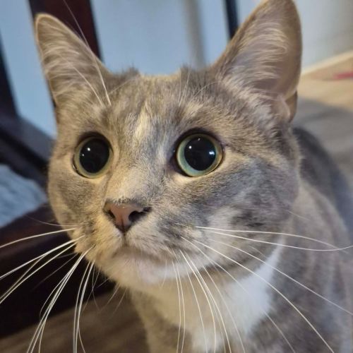 Eva **2nd Chance Cat Rescue** - Domestic Short Hair (DSH) Cat