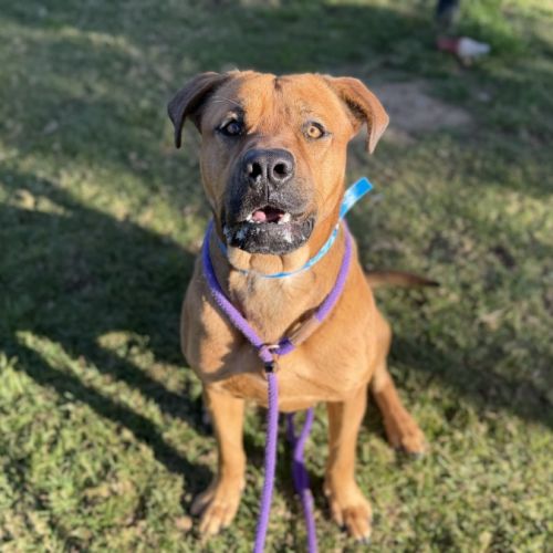 Alfie imp 1550 - Bullmastiff Dog