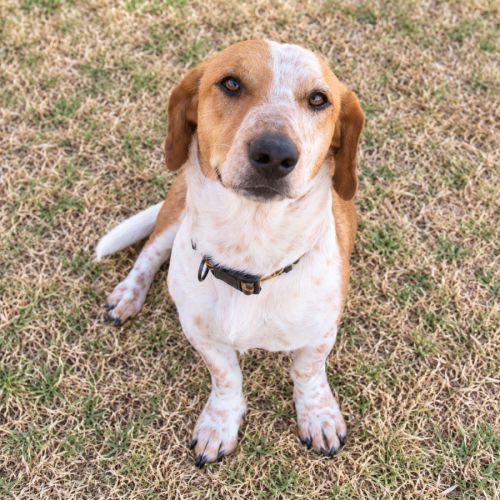 Cobby - Dachshund x Labrador Retriever x Australian Cattle Dog