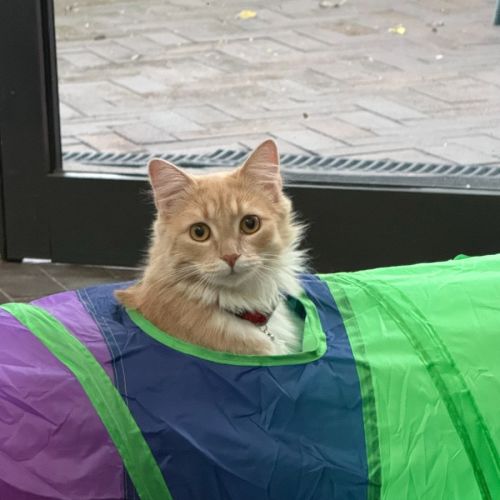 Maisie - Domestic Medium Hair (DMH) Cat