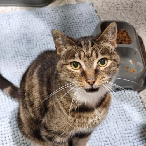 Tommy - Domestic Short Hair (DSH) Cat
