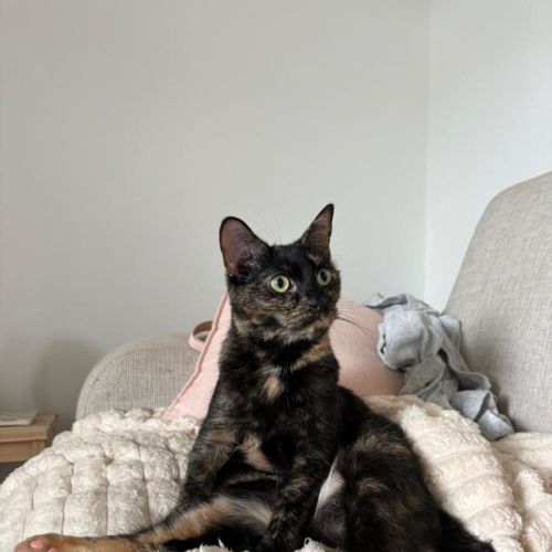 Meeko - Domestic Short Hair (DSH) Cat