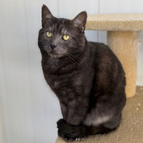 Batty - Domestic Short Hair (DSH) Cat