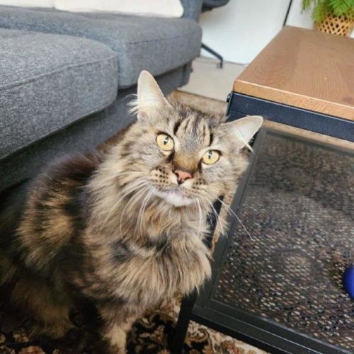 Molly Lozano - Domestic Medium Hair (DMH) Cat