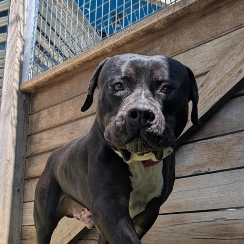 Tank - American Bully Dog