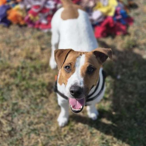 Logan - Jack Russell Terrier Dog