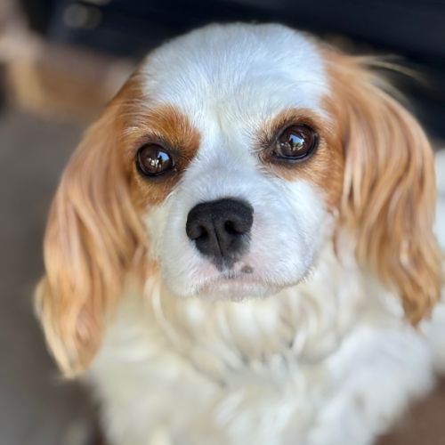 Isabelle - Cavalier King Charles Spaniel Dog