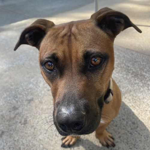 Sage - Staffordshire Bull Terrier x Jack Russell Terrier Dog