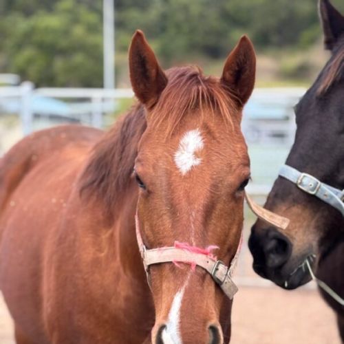 Pippa - Thoroughbred Horse