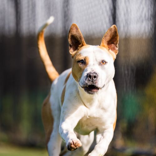 Hobnob imp 1784 - American Staffordshire Terrier Dog