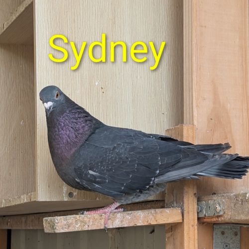 Sydney  -  Bird