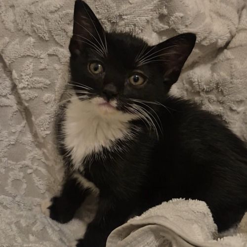 Aurora - Domestic Short Hair (DSH) Cat